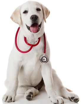 white dog with stethoscope around his neck
