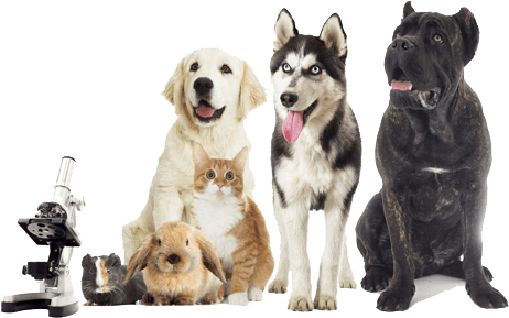 view of animals with microscope