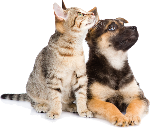 Dog and cat looking up