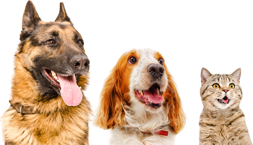 veterinary care