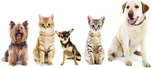 Veterinary care
