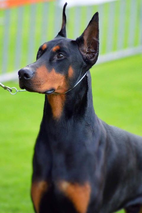 Criaderos de Doberman