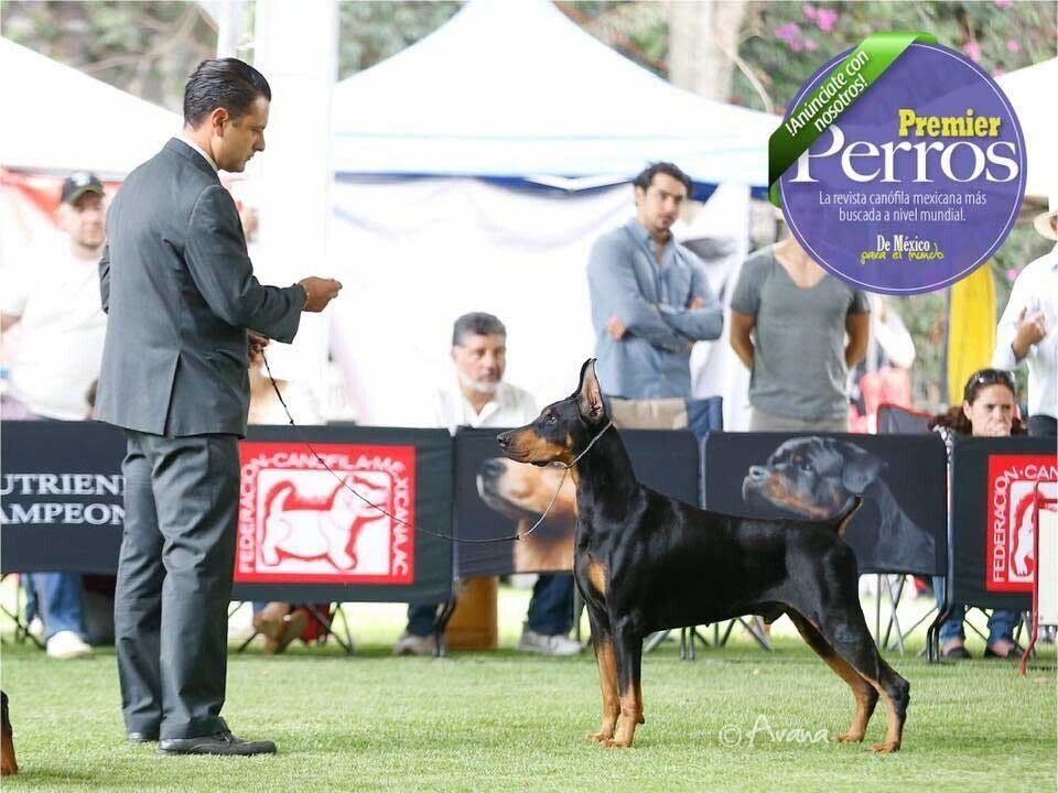 criadero doberman pinscher