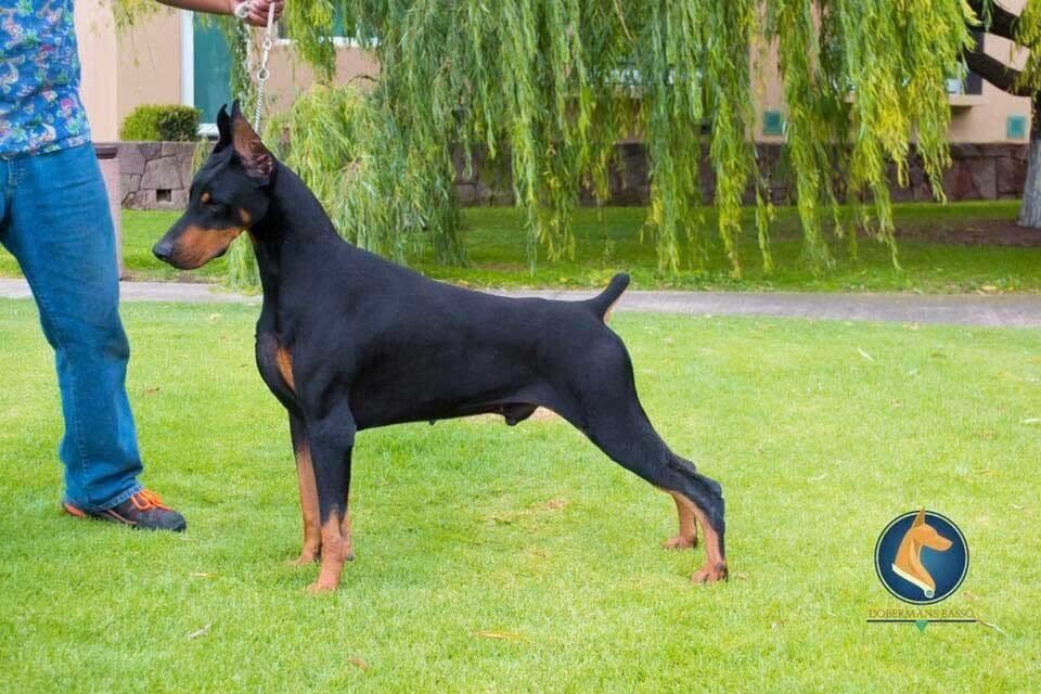 criadero doberman pinscher