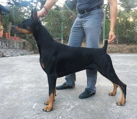 criadero doberman pinscher