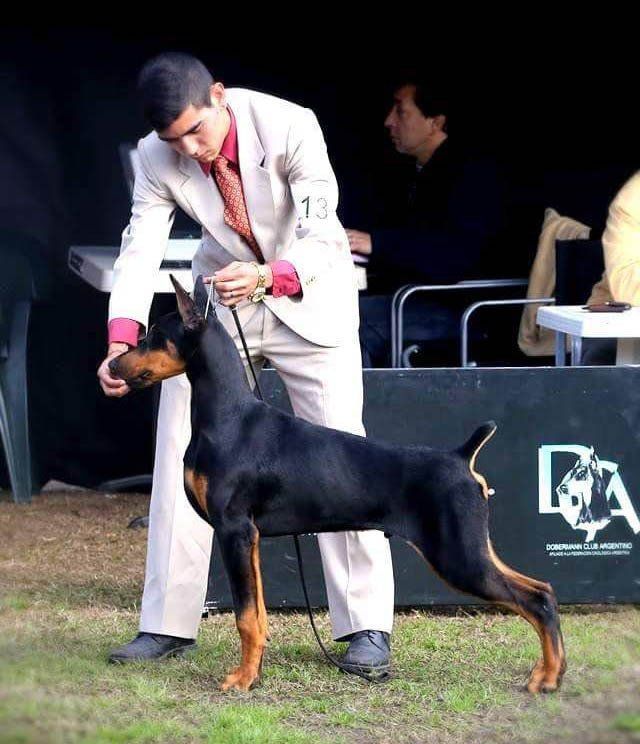 criadero doberman pinscher