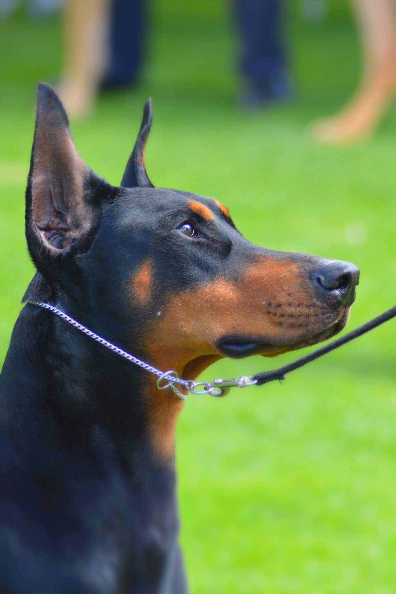 criadero doberman pinscher
