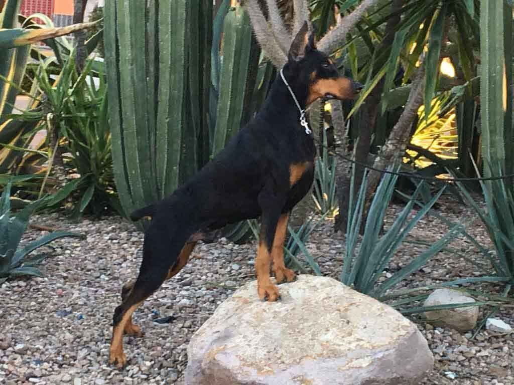 criadero doberman pinscher