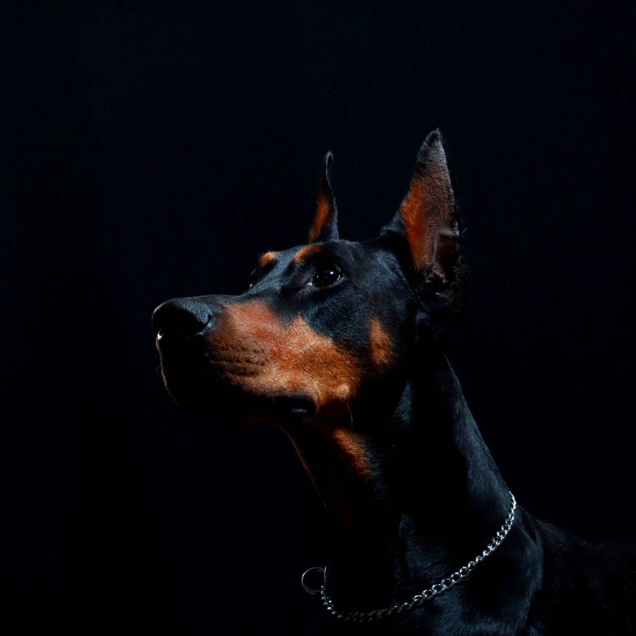 criadero doberman pinscher