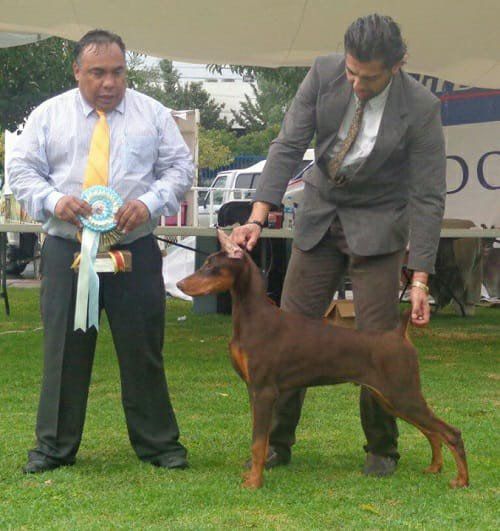 criadero doberman pinscher