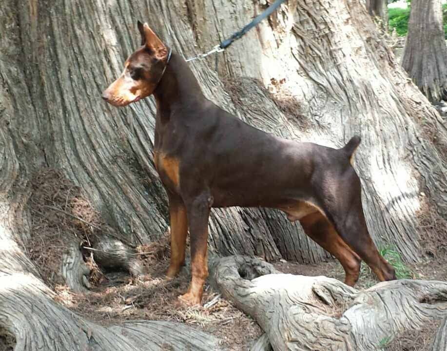 criadero doberman pinscher