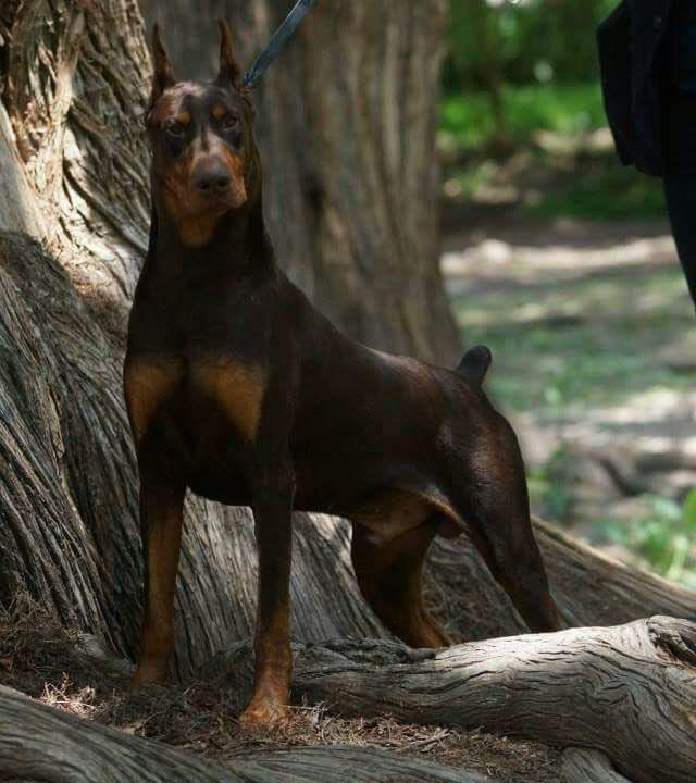 criadero doberman pinscher