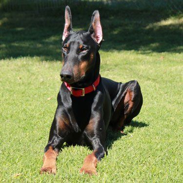 doberman en oaxaca