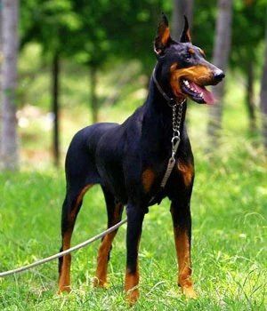 doberman en colima