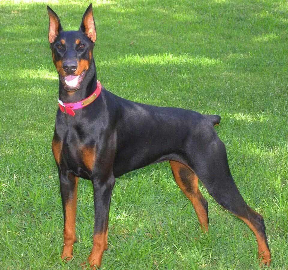 doberman en culican