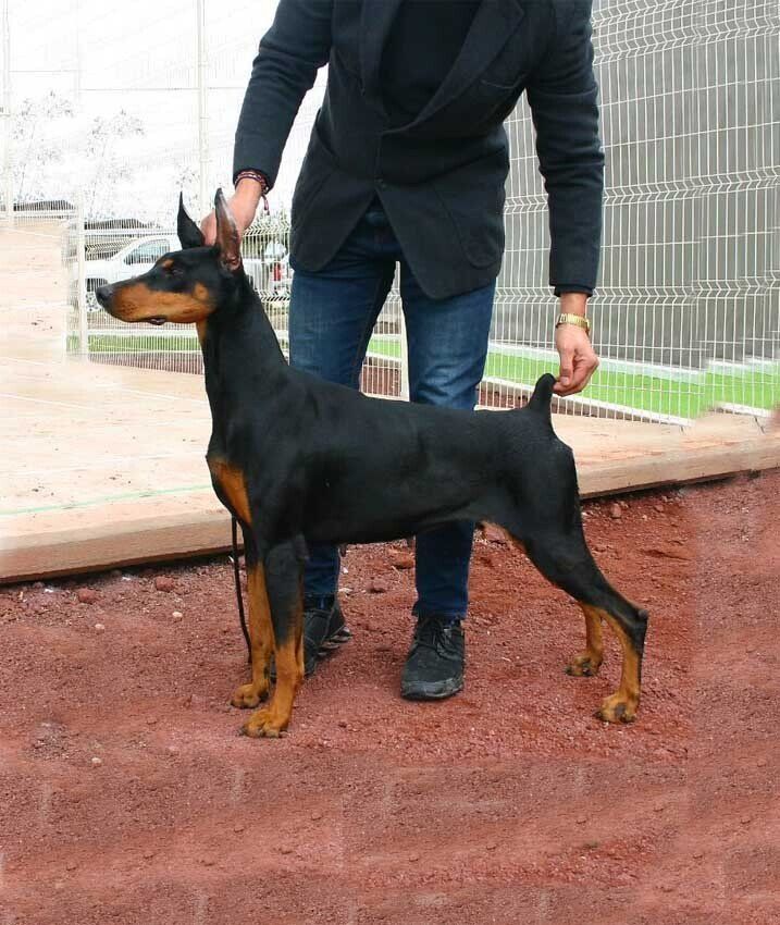 doberman en venta