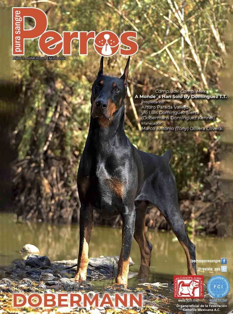 doberman en venta