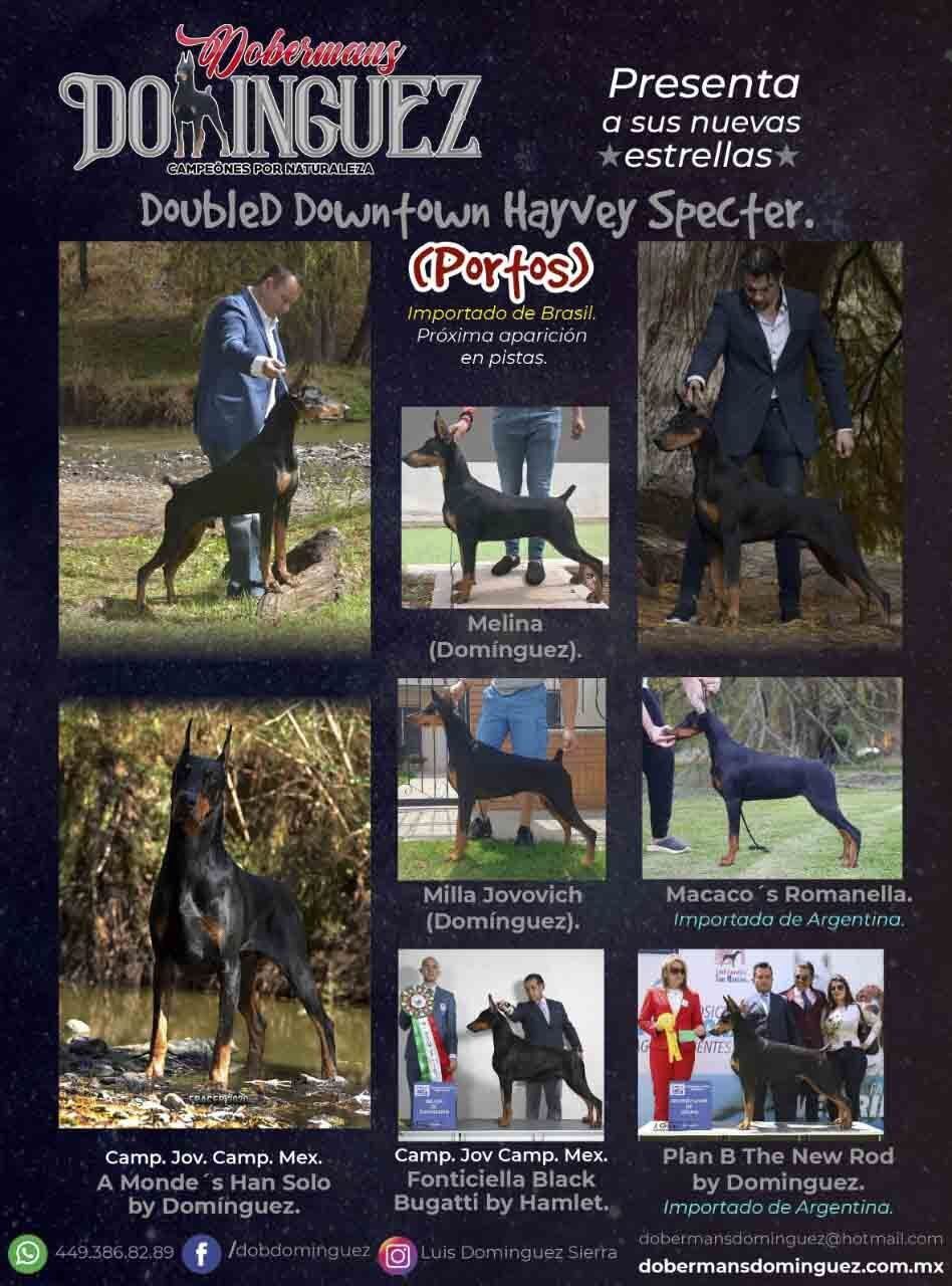doberman en venta