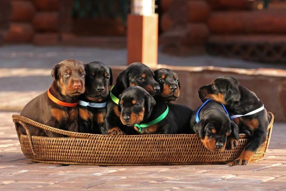 Cachorro Doberman en venta