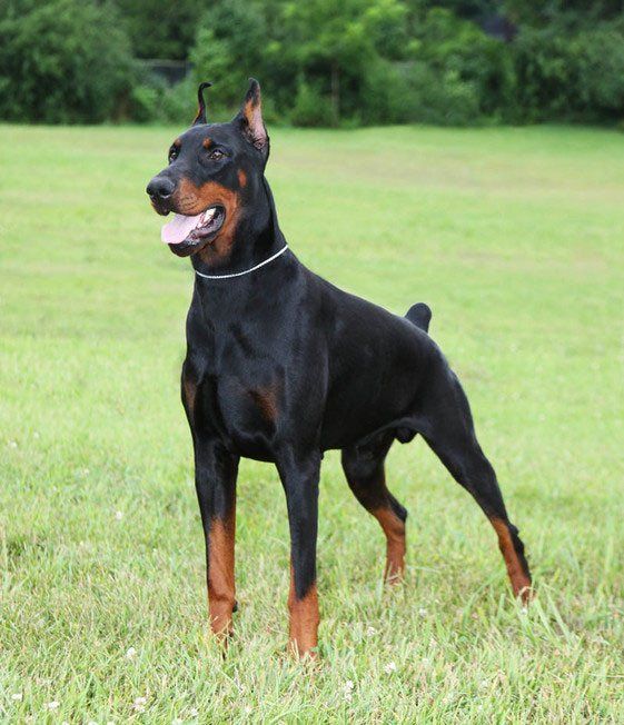 doberman  en Xalapa