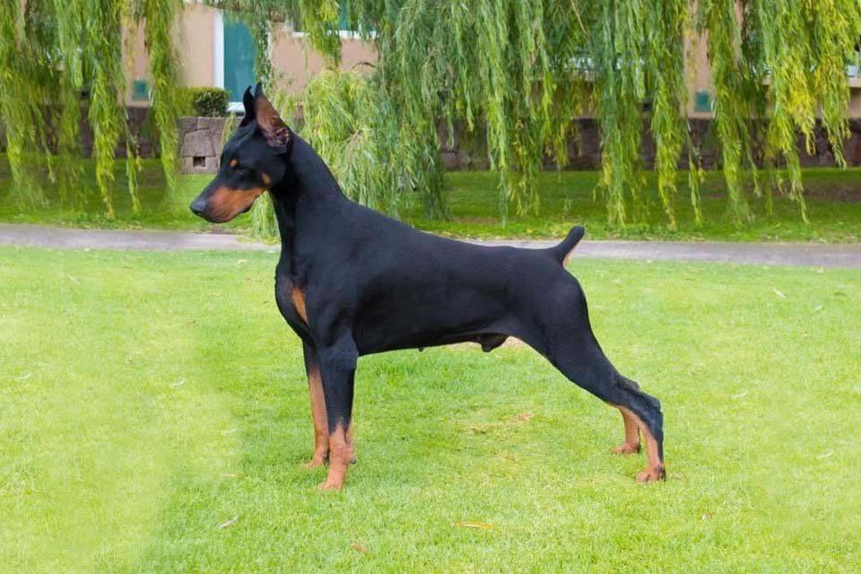 Doberman en venta