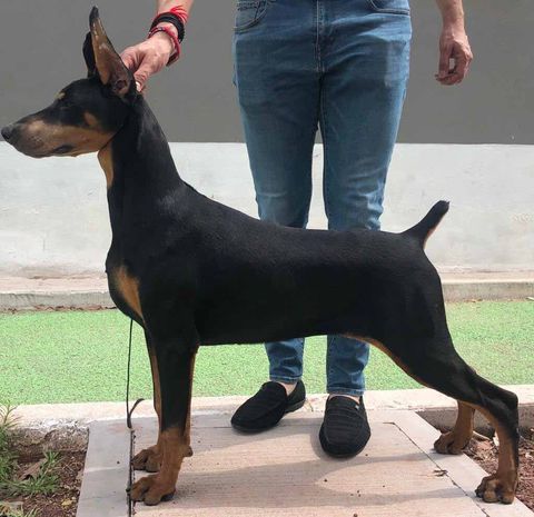 Criaderos de Doberman