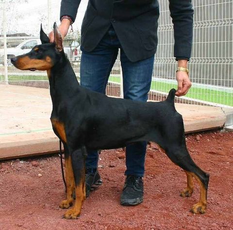 perros doberman en m exico