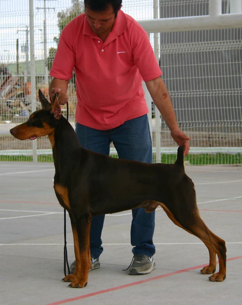 perros doberman pinscher en venta