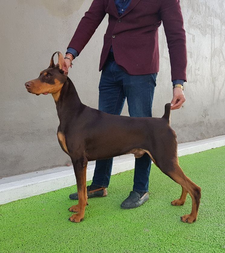 perros doberman pinscher en venta