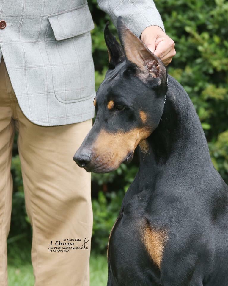 perros doberman pinscher en venta