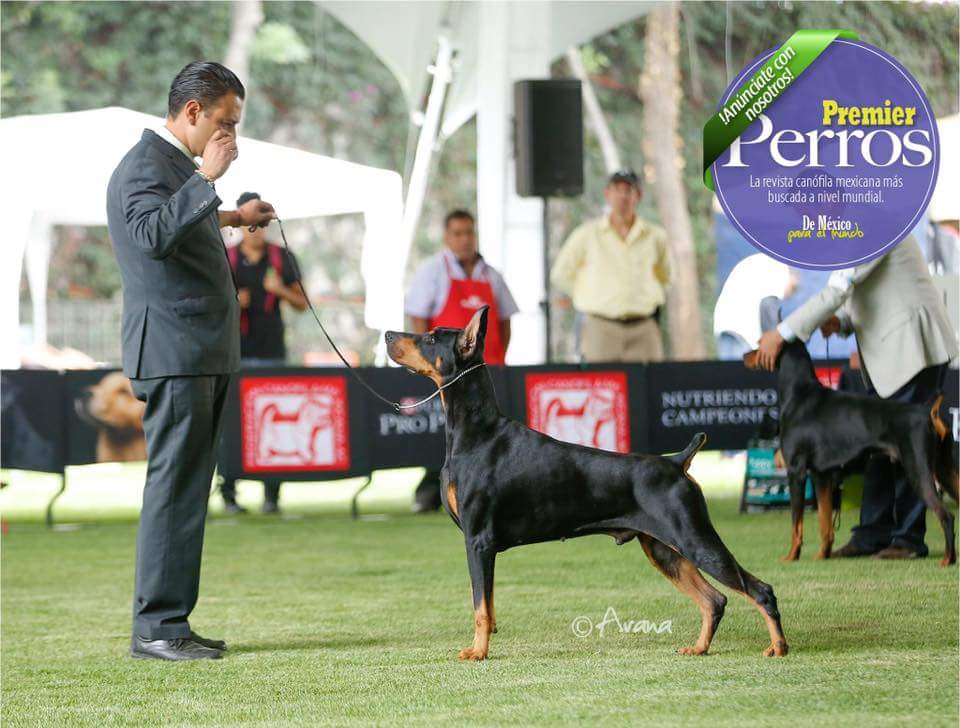 perros doberman pinscher en venta
