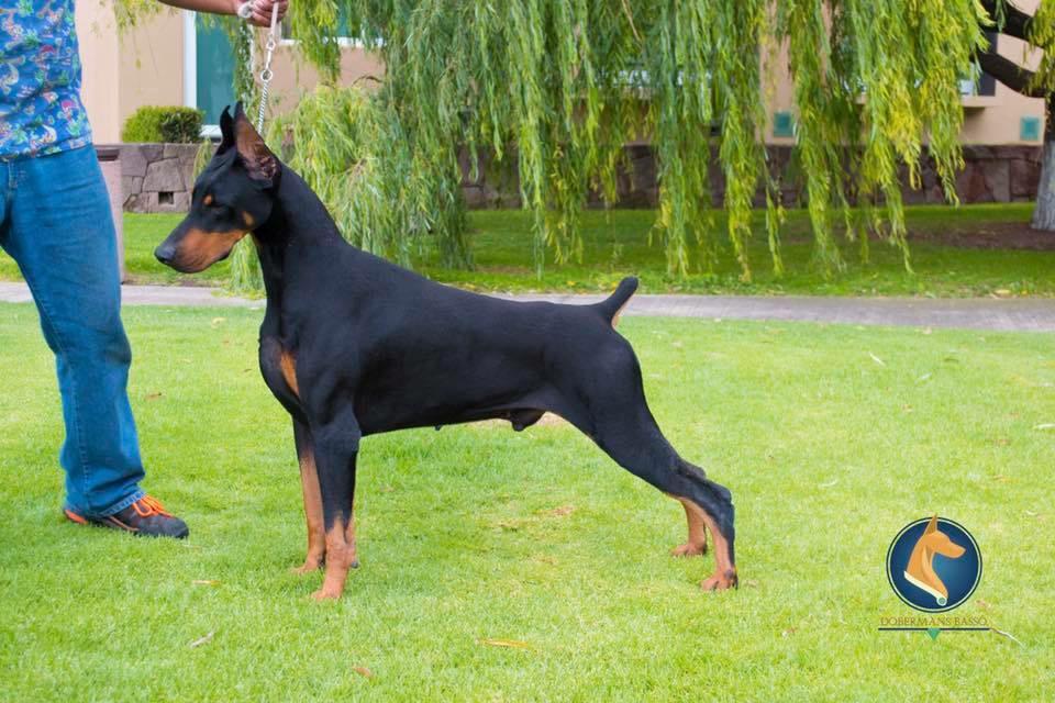 perros doberman pinscher en venta