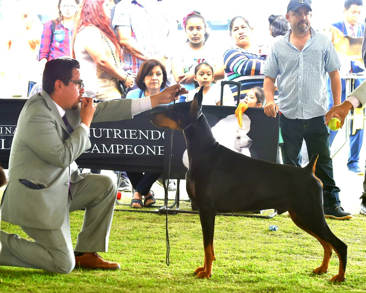 perros doberman pinscher en venta