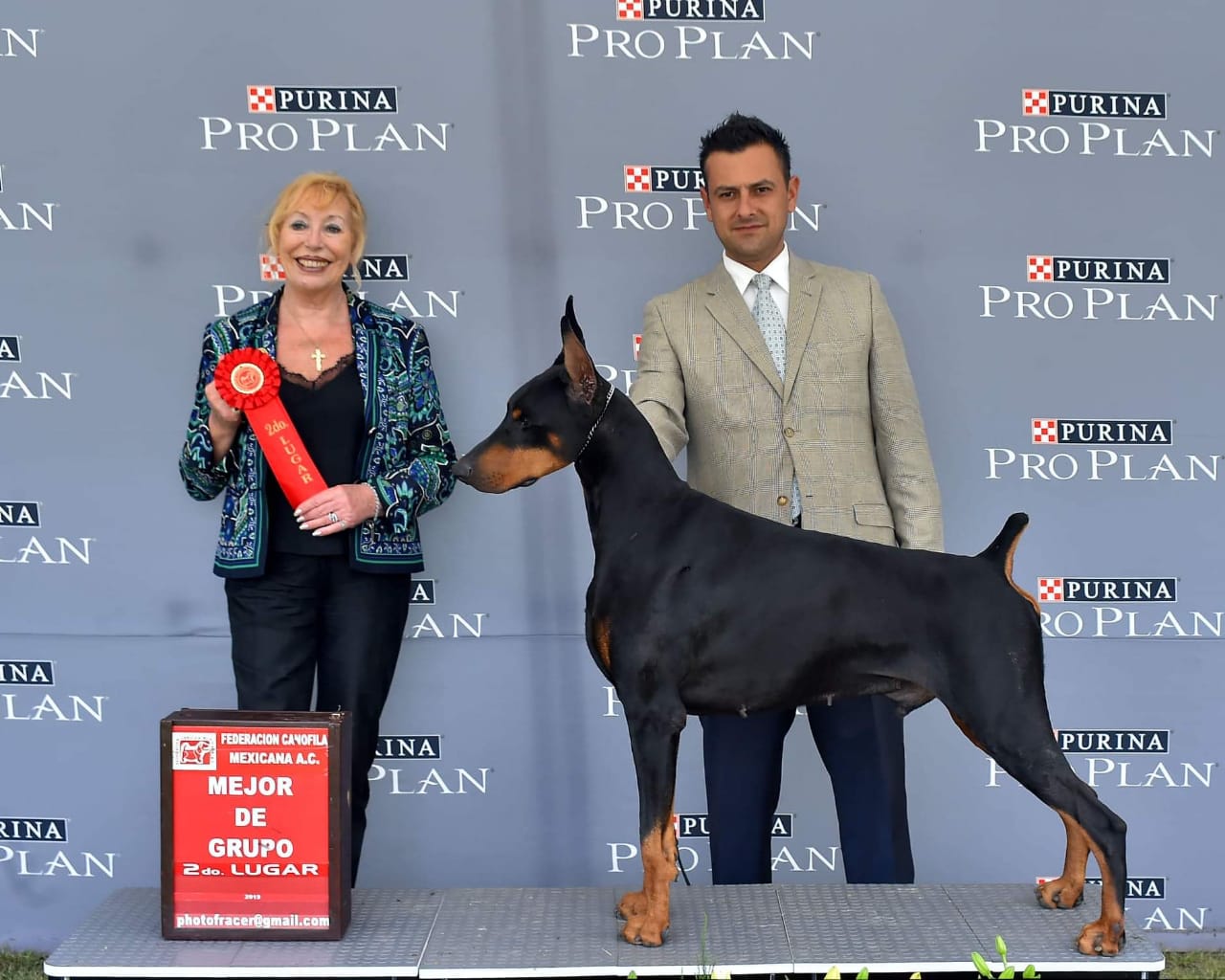 perros doberman pinscher en venta