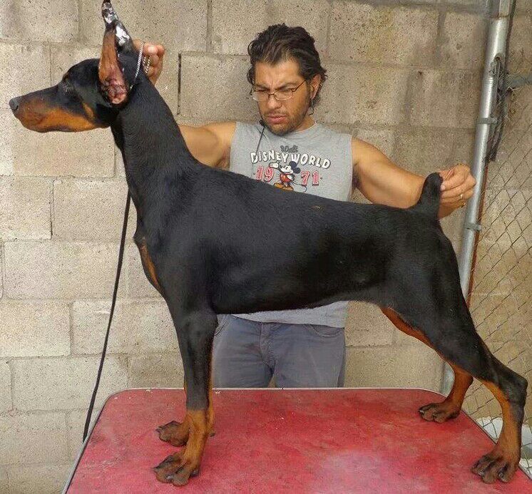 perros doberman pinscher en venta