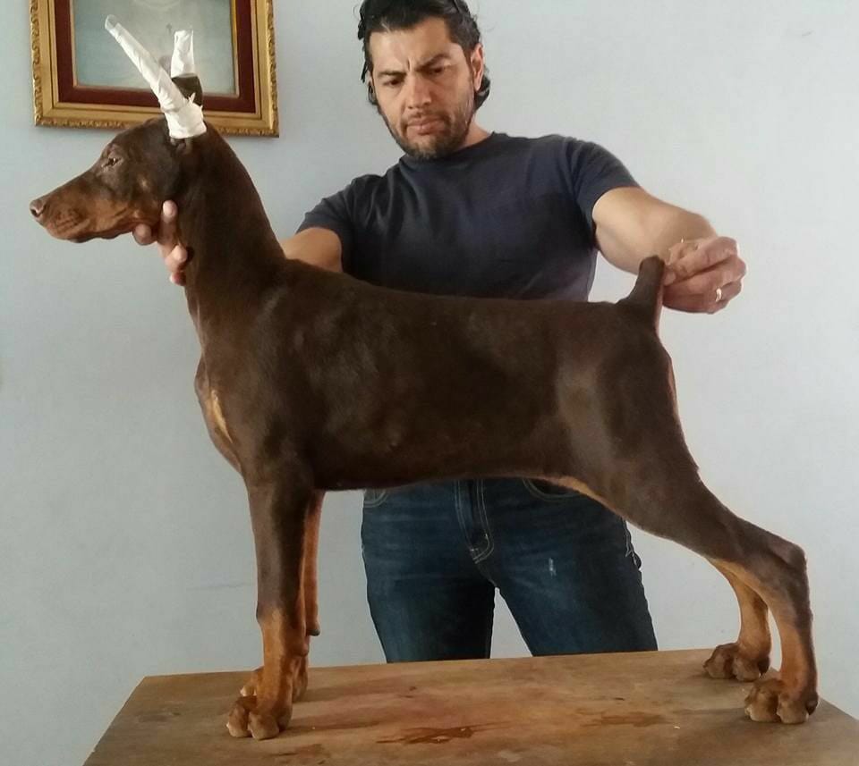 perros doberman pinscher en venta