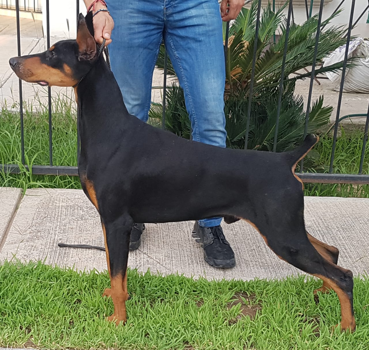 perros doberman pinscher en venta