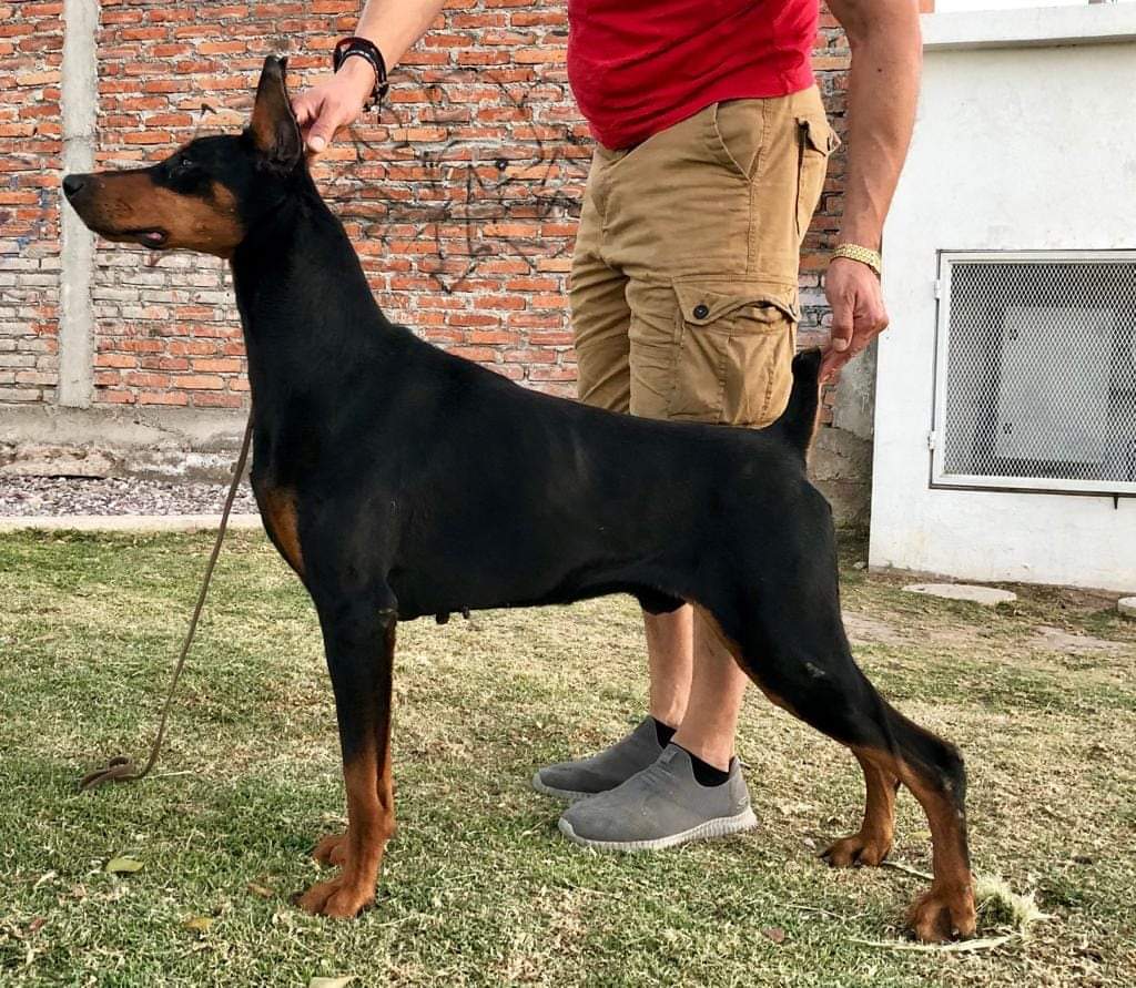 perros doberman pinscher en venta
