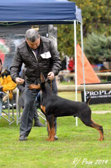 perros doberman pinscher en venta