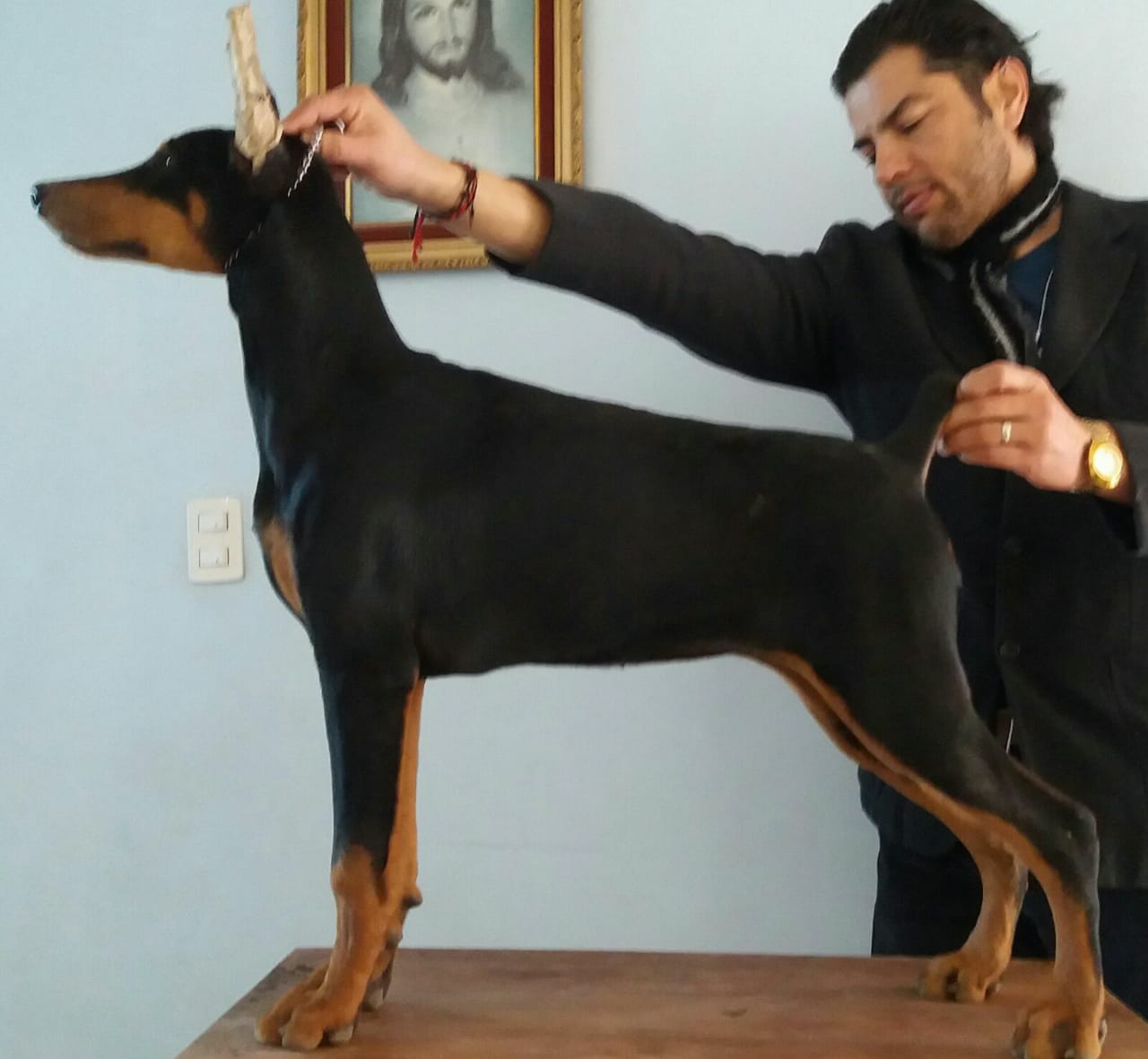 perros doberman pinscher en venta