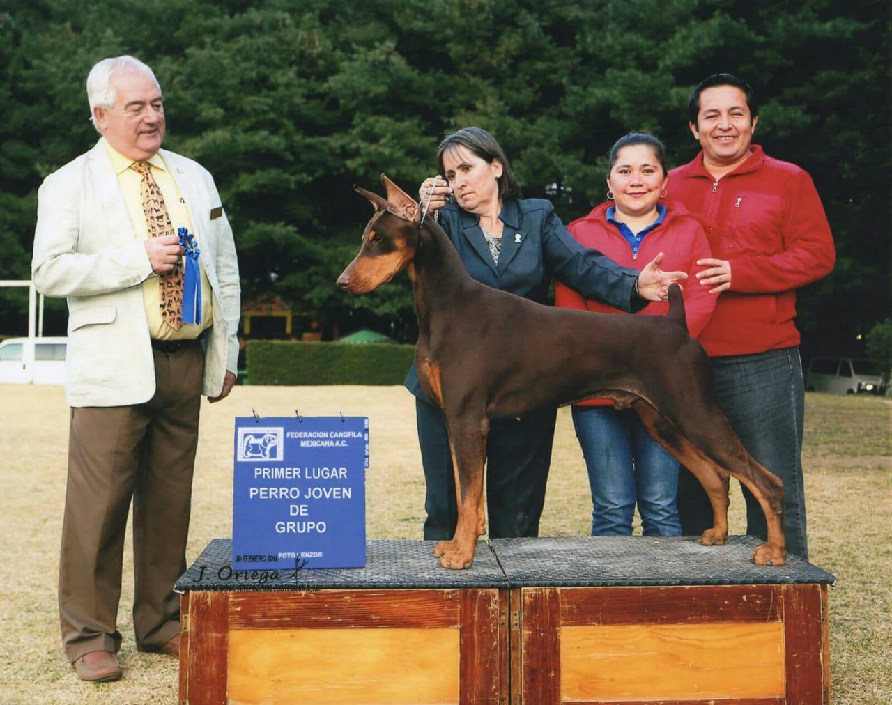 perros doberman pinscher en venta