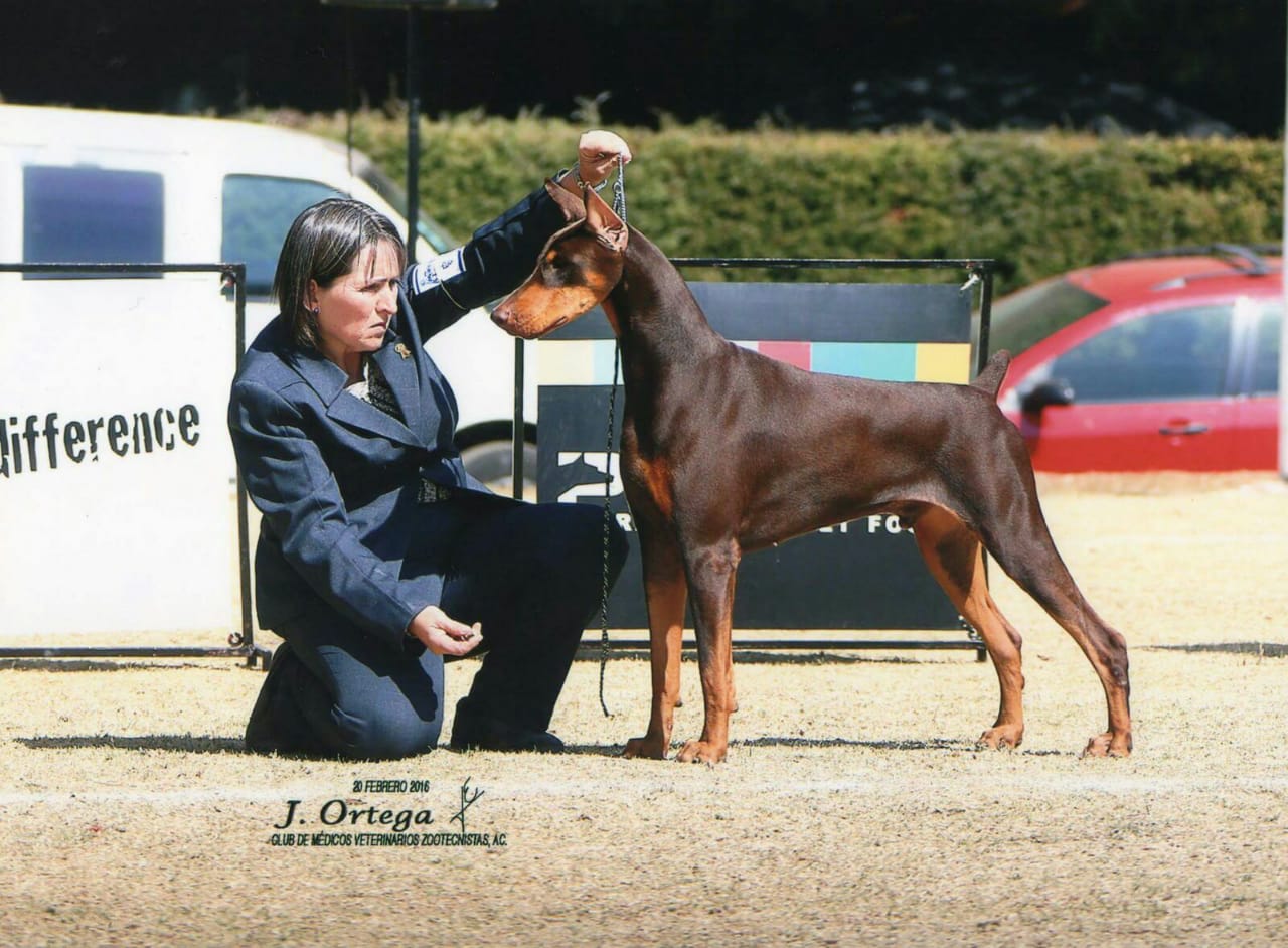 perros doberman pinscher en venta
