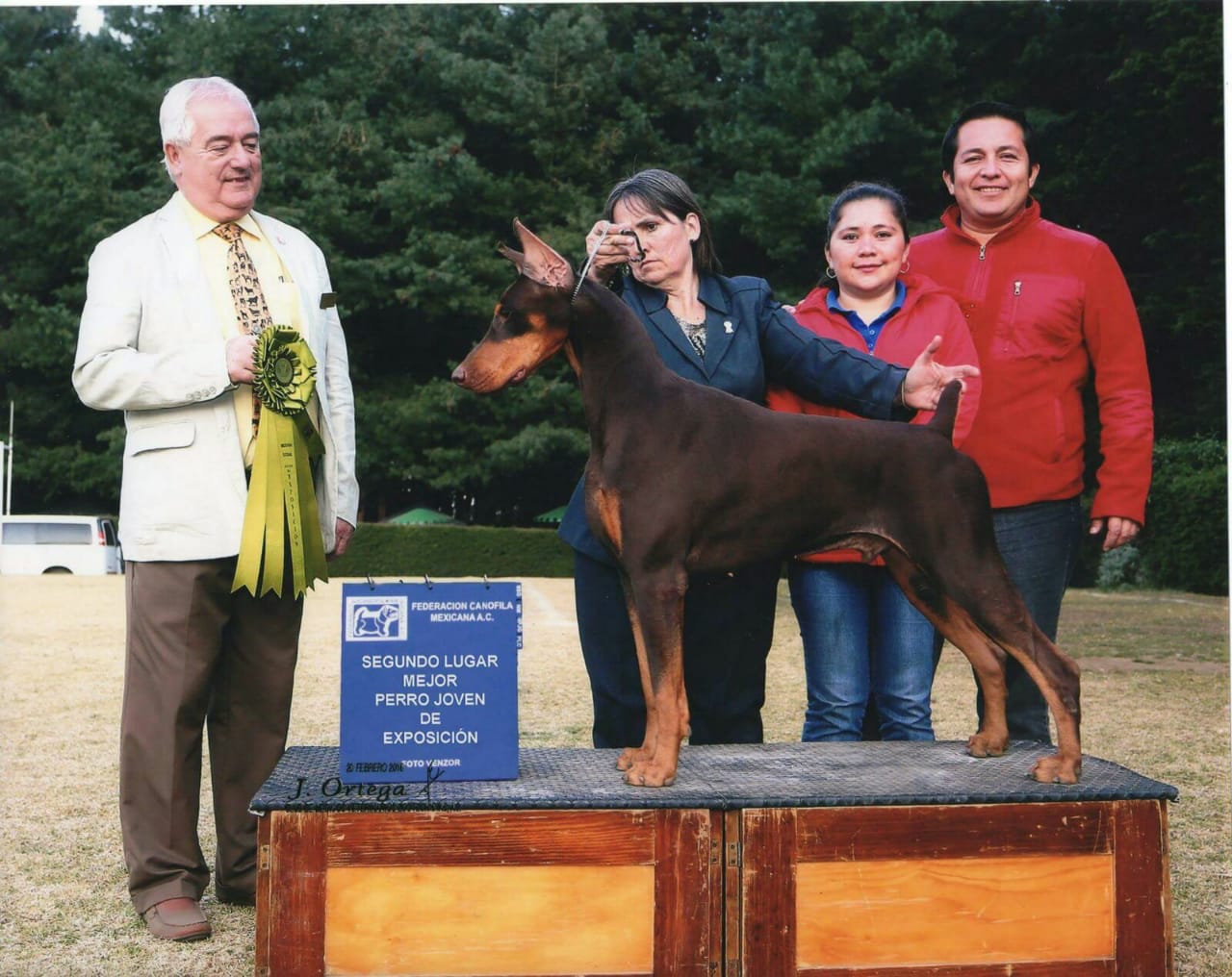 perros doberman pinscher en venta