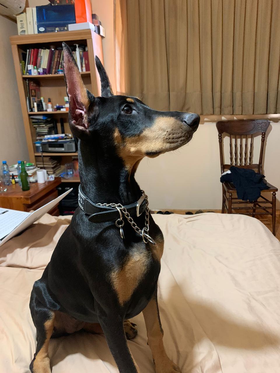 perros doberman pinscher en venta