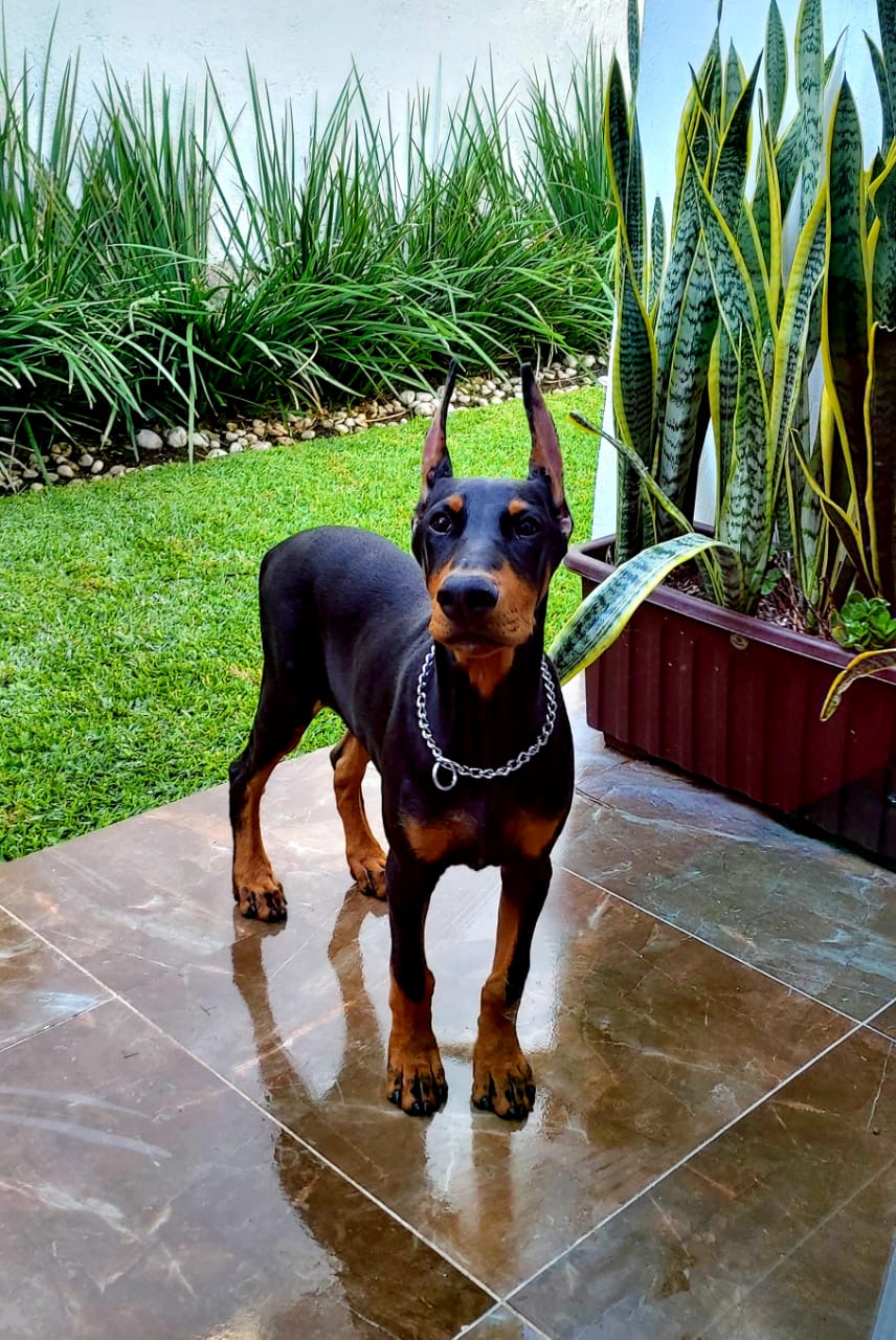 perros doberman pinscher en venta