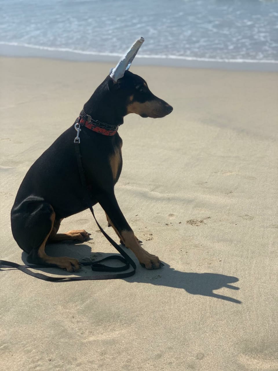 perros doberman pinscher en venta