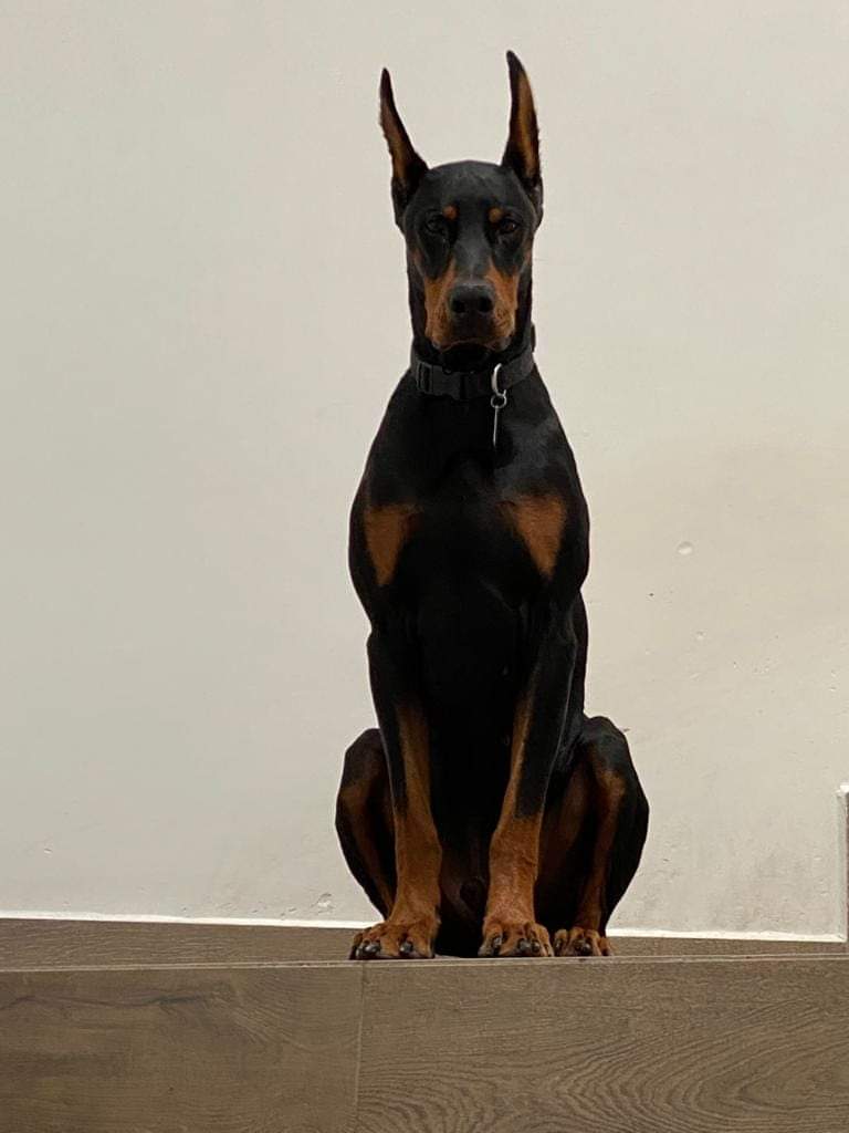 perros doberman pinscher en venta