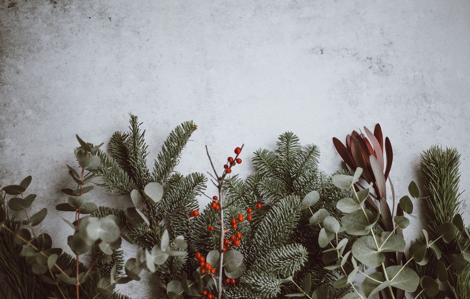 christmas plants