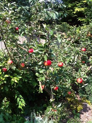mature bush with red flowers