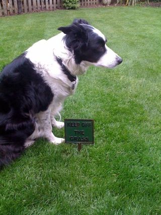 black and white collie sheepdog